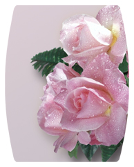 DAREC-063 Bouquet Of Roses Orchid